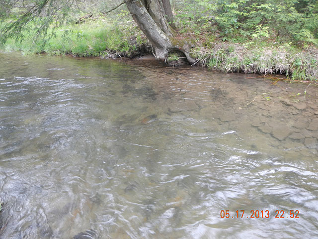 camp 05-17-13 014.jpg -                                